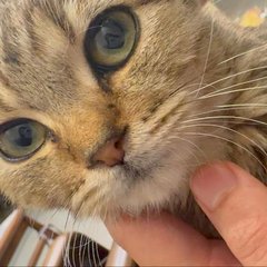 咕噜猫
